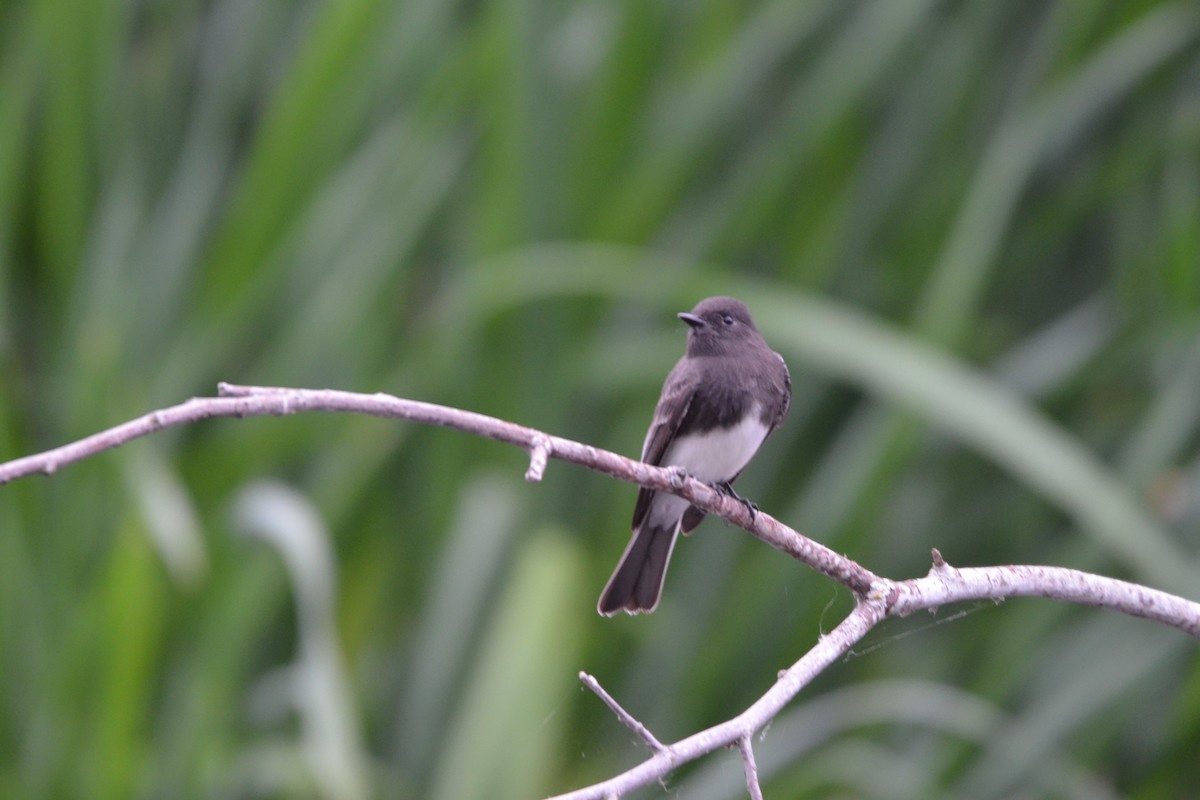 Black Phoebe - ML609507414