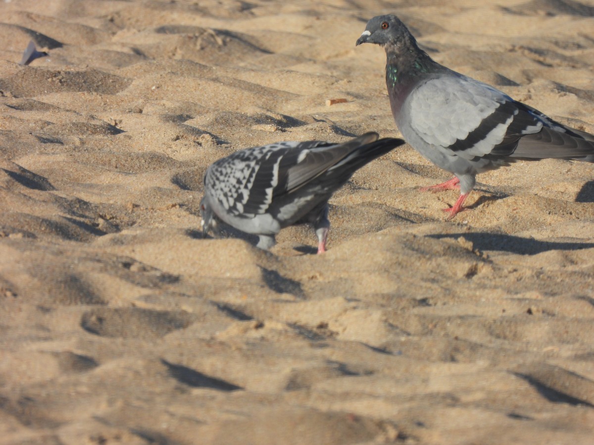 Rock Pigeon (Feral Pigeon) - ML609507424