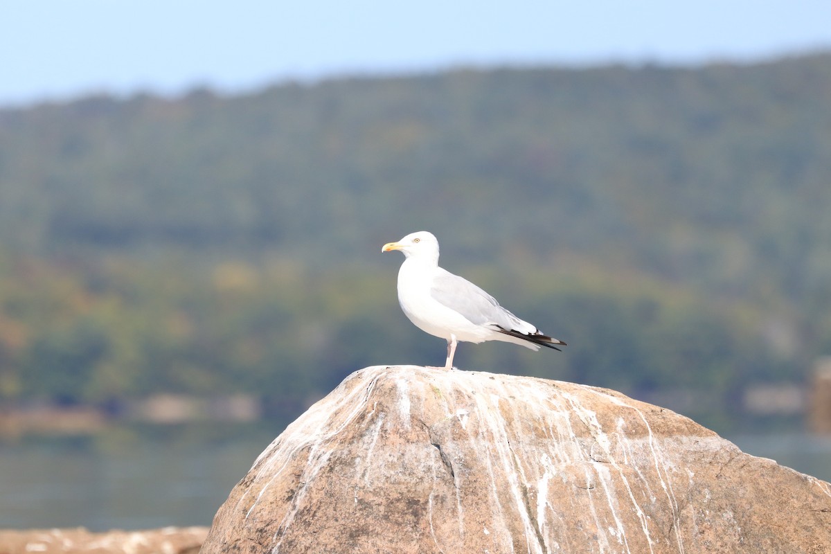 Herring Gull - ML609507426