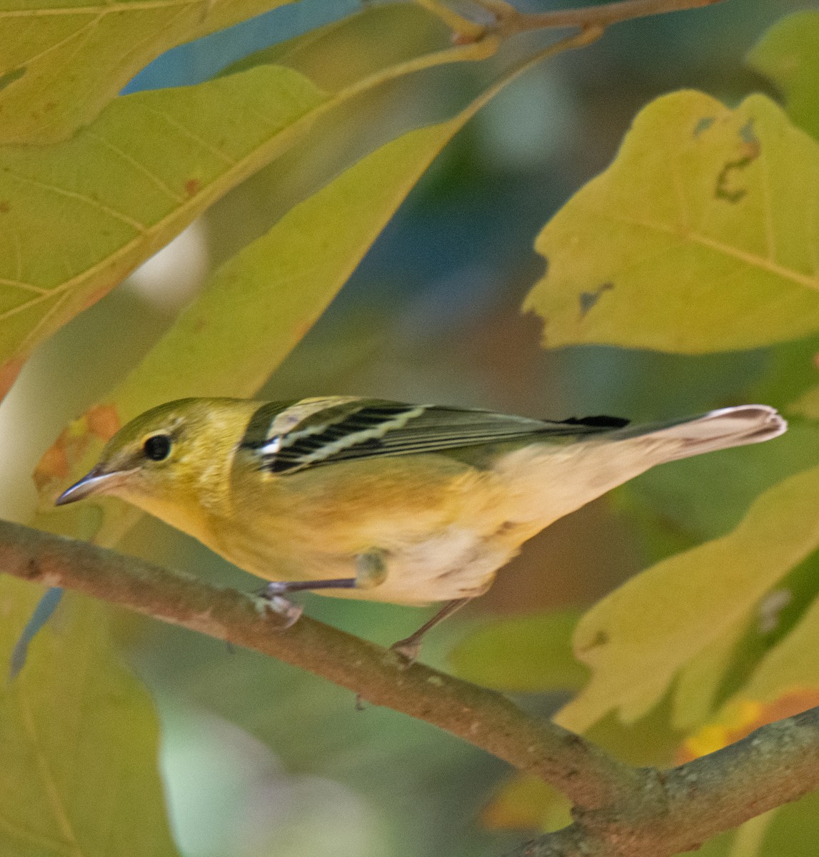 Bay-breasted Warbler - ML609507427