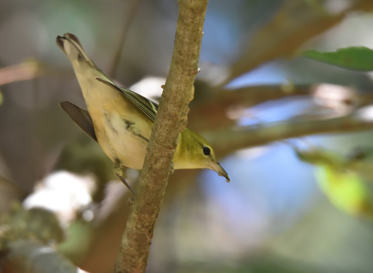 Bay-breasted Warbler - ML609507428