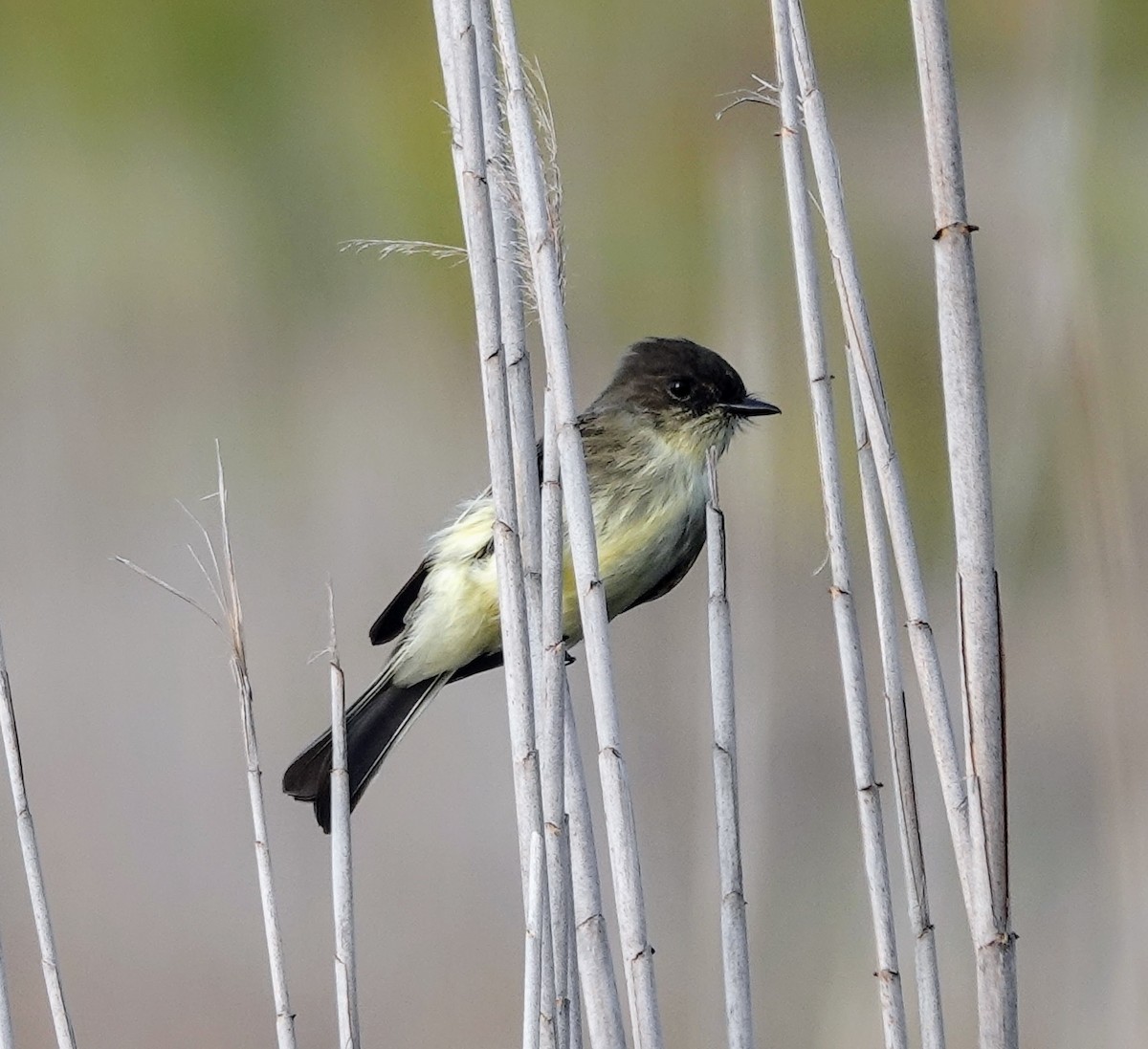 Eastern Phoebe - Celeste Echlin