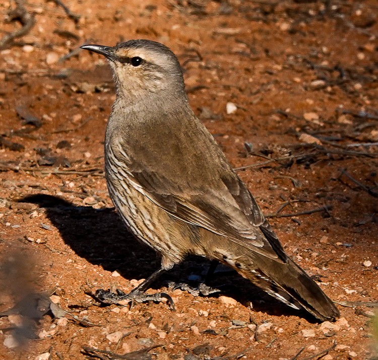 Brown Treecreeper - ML609507443