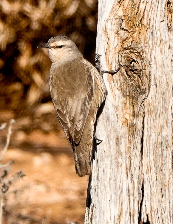 Brown Treecreeper - ML609507444