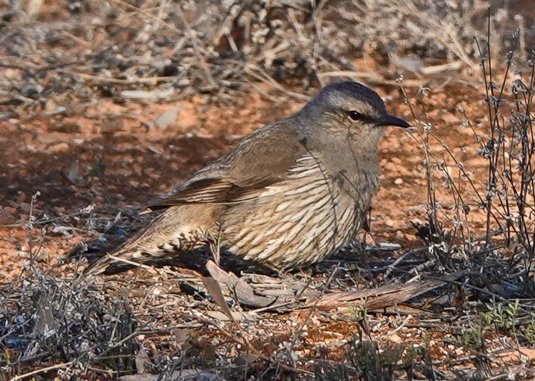 Brown Treecreeper - ML609507445