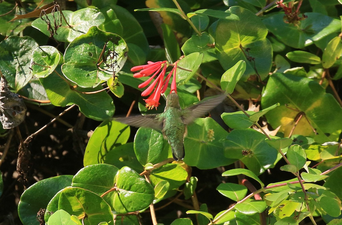 Ruby-throated Hummingbird - ML609507462