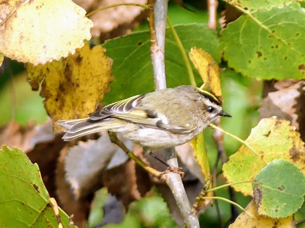 Golden-crowned Kinglet - Celeste Echlin