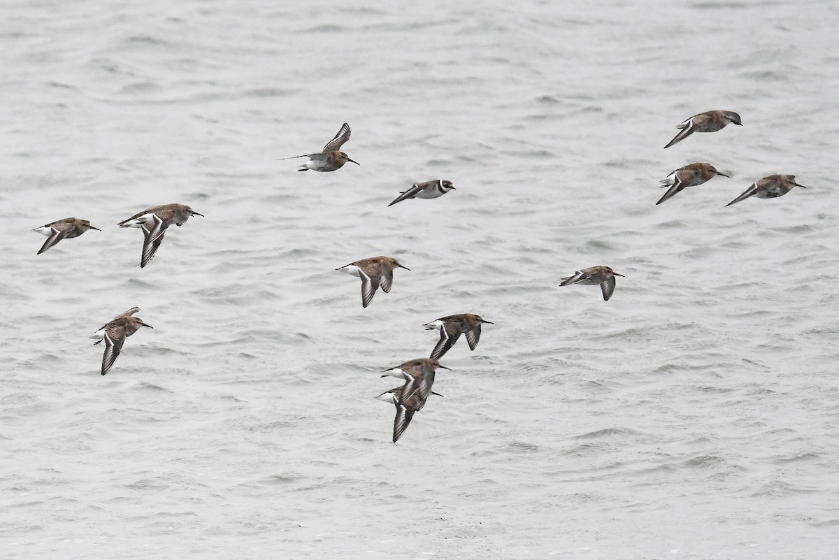 Dunlin - Andreas Deissner