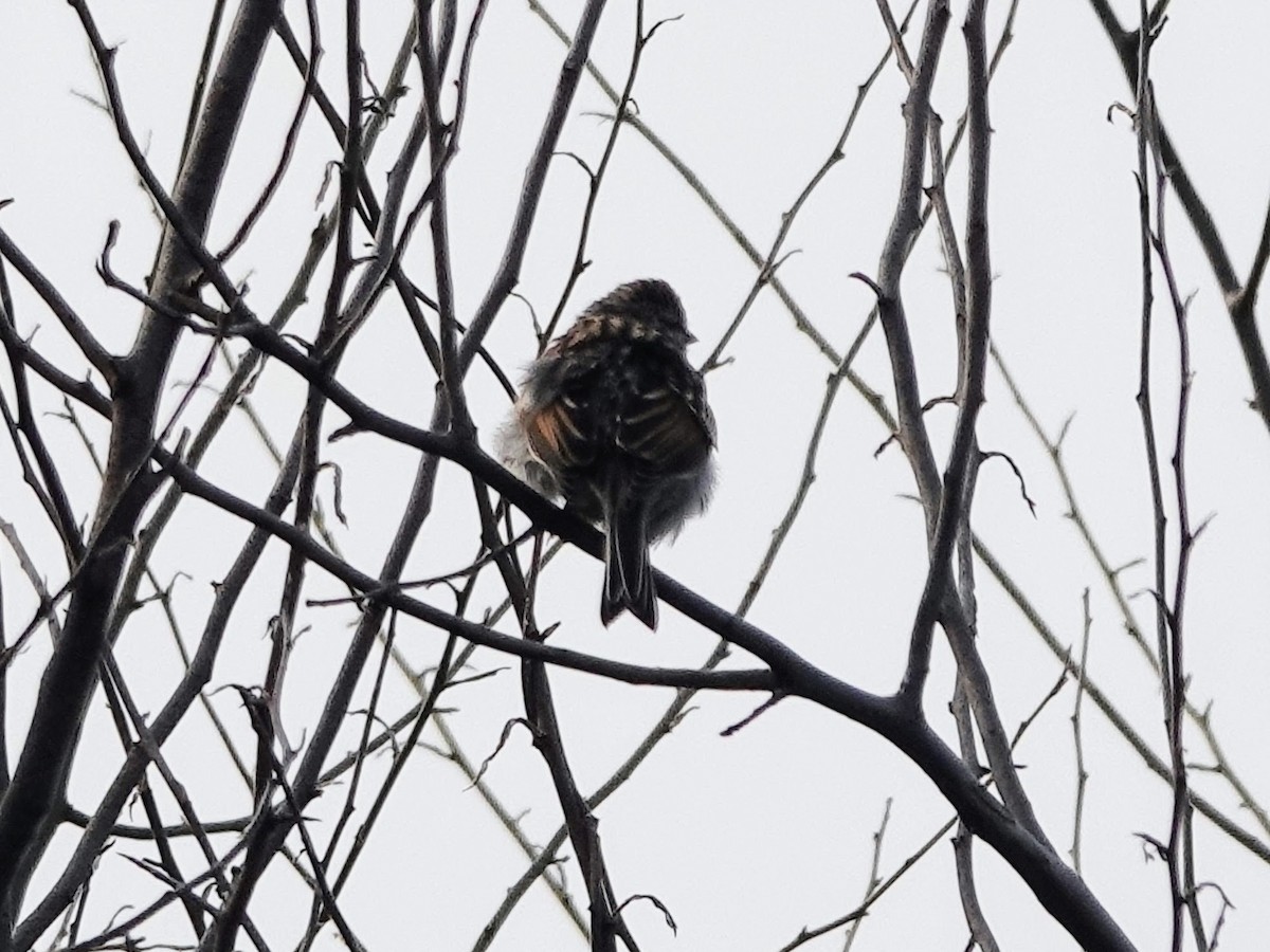 Chipping Sparrow - ML609507537