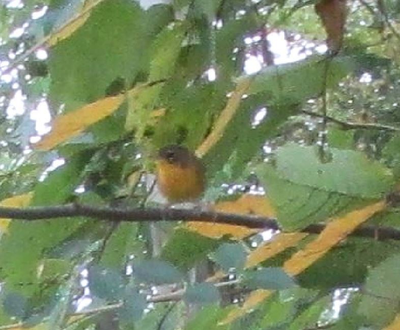 Nashville Warbler - ML609507568