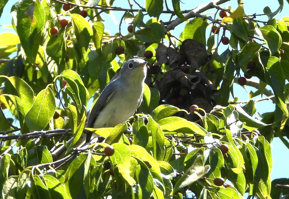 Blue-gray Gnatcatcher - ML609507580