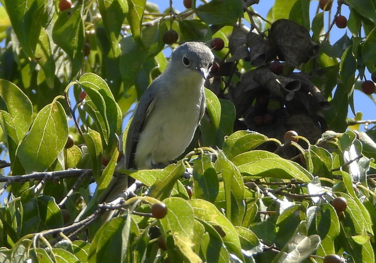 Blue-gray Gnatcatcher - ML609507581