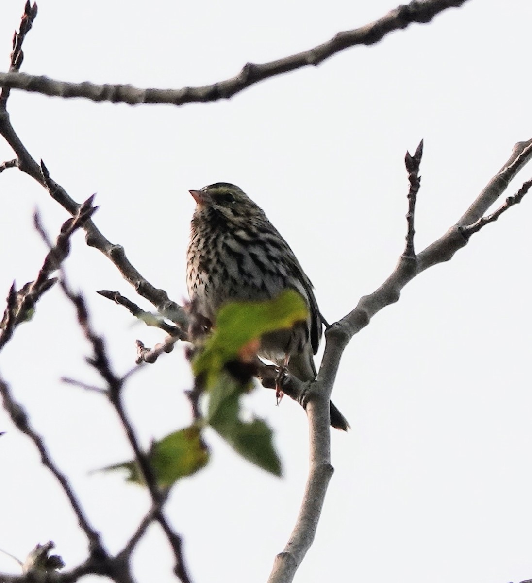 Savannah Sparrow - ML609507582