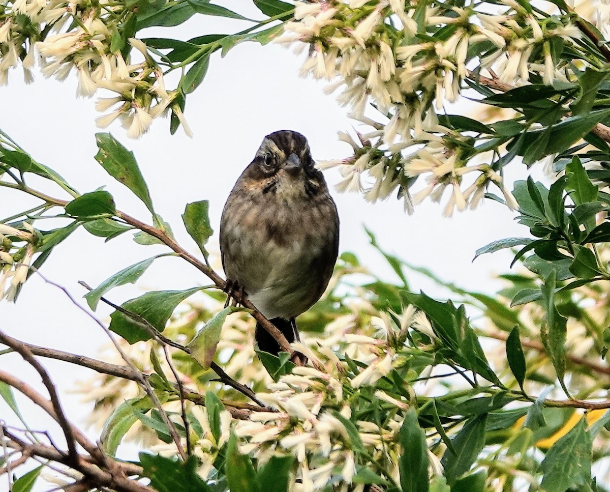 Swamp Sparrow - Celeste Echlin