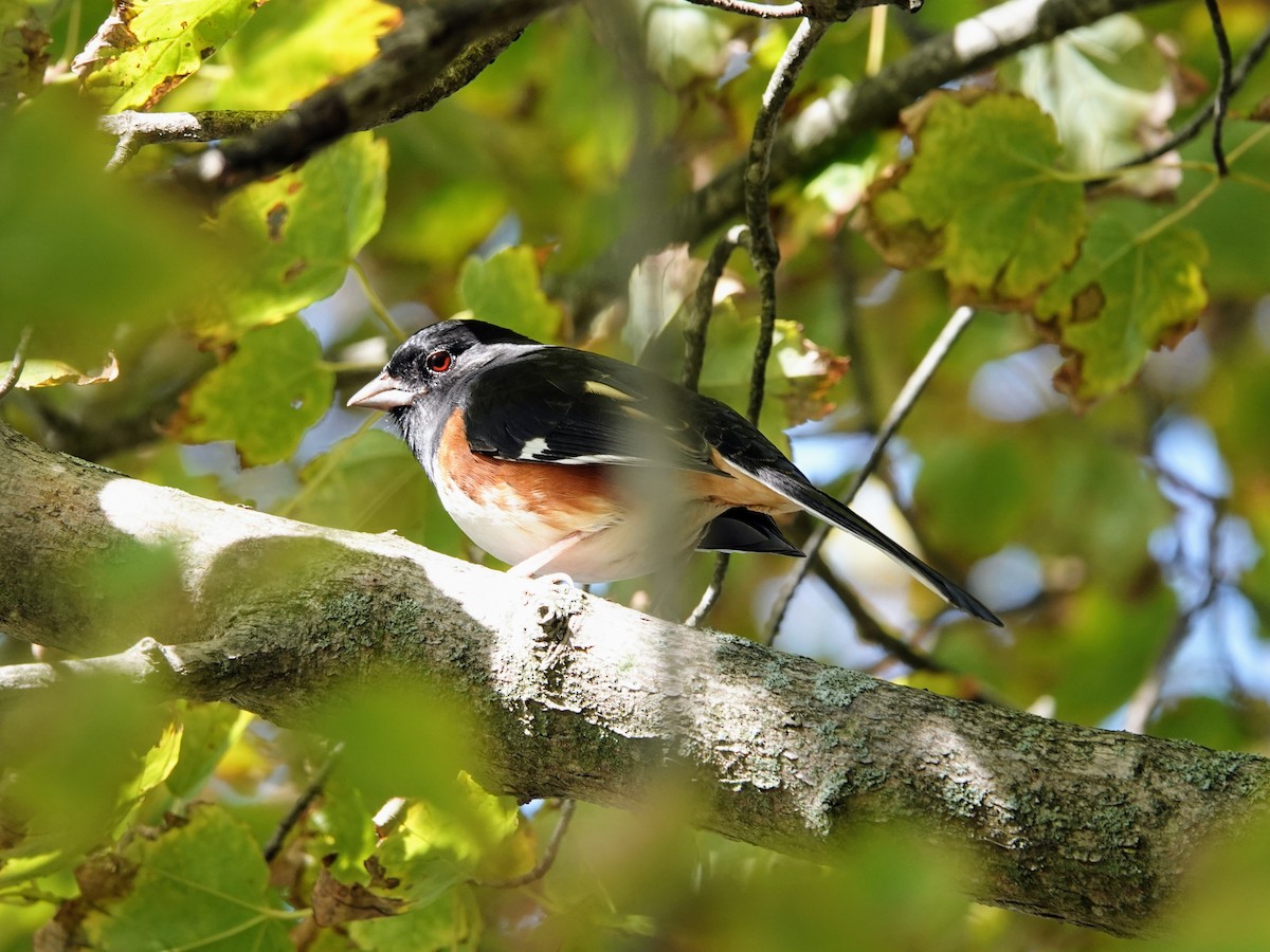 Eastern Towhee - ML609507706