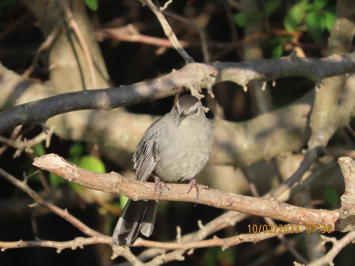 Gray Catbird - kathy hart