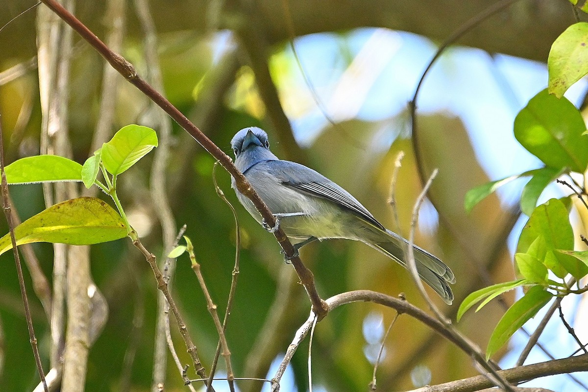 Pale-blue Monarch - ML609507764