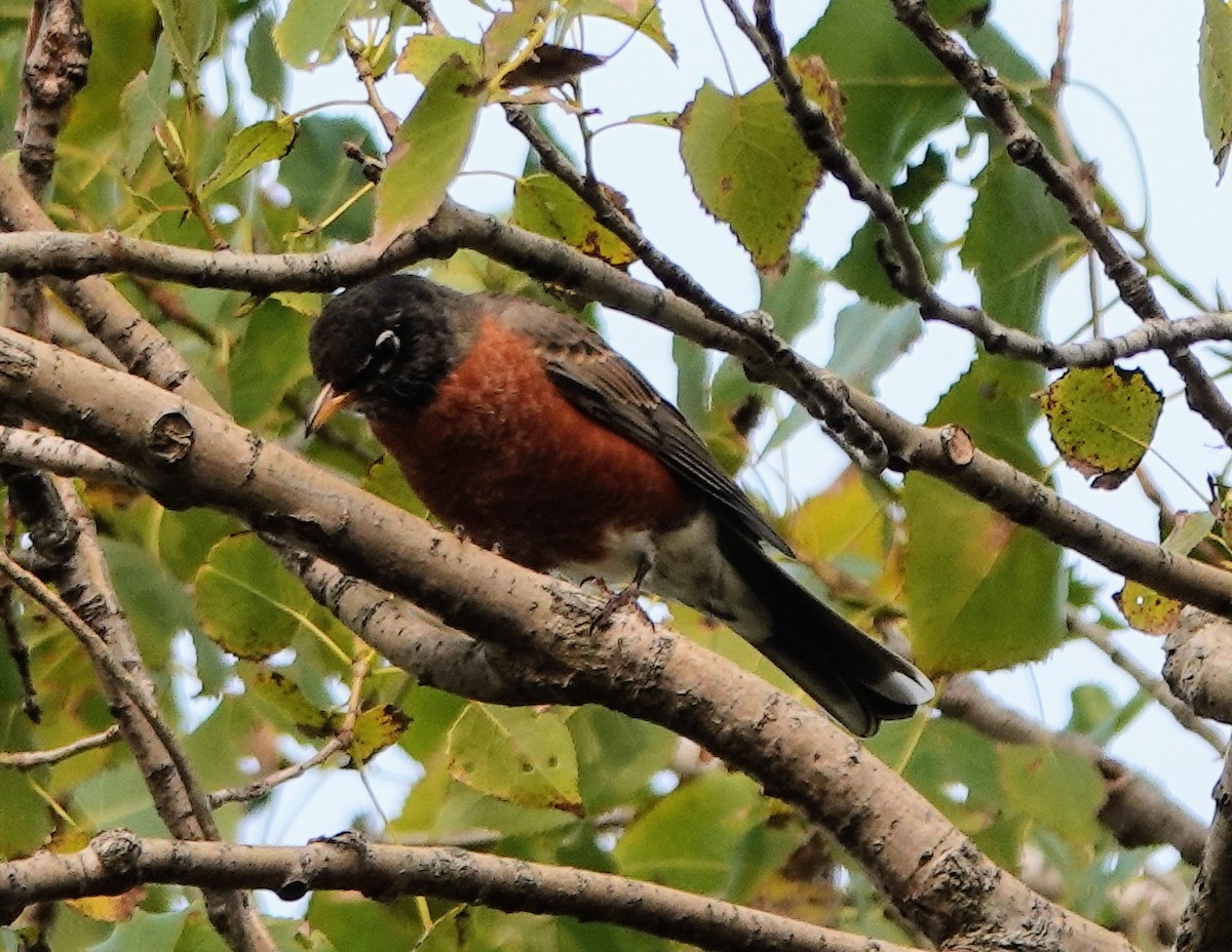 American Robin - Celeste Echlin