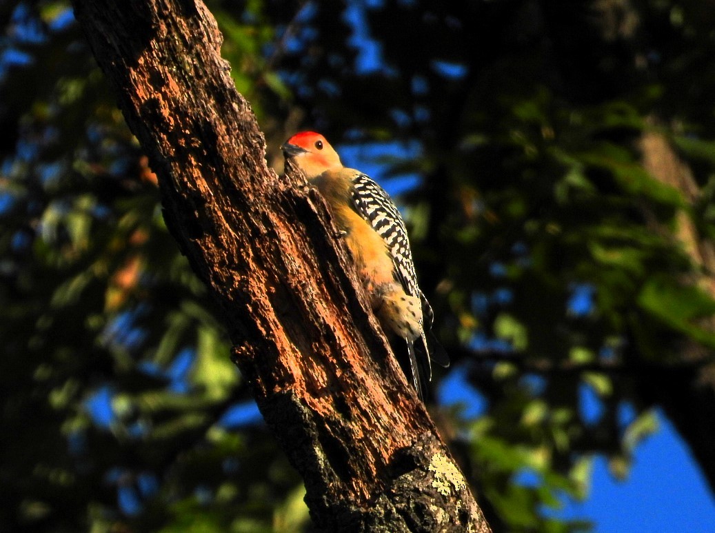 Red-bellied Woodpecker - Pete Givan