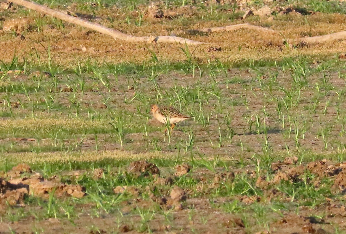 Buff-breasted Sandpiper - ML609507919