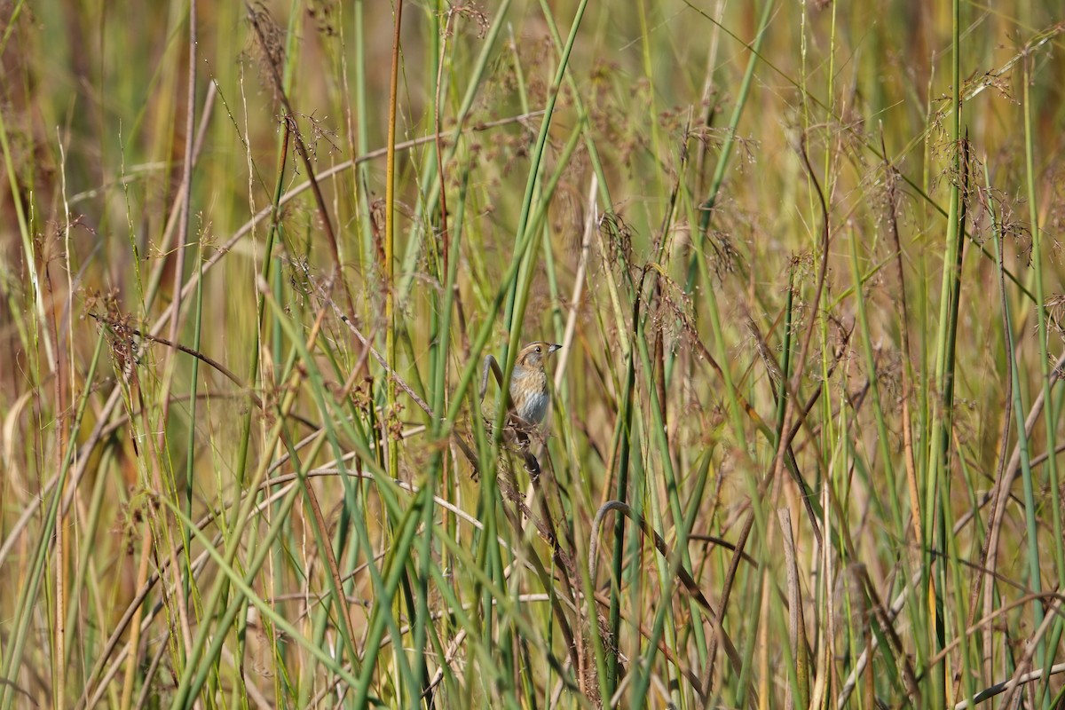 Nelson's Sparrow - Francis Bullett