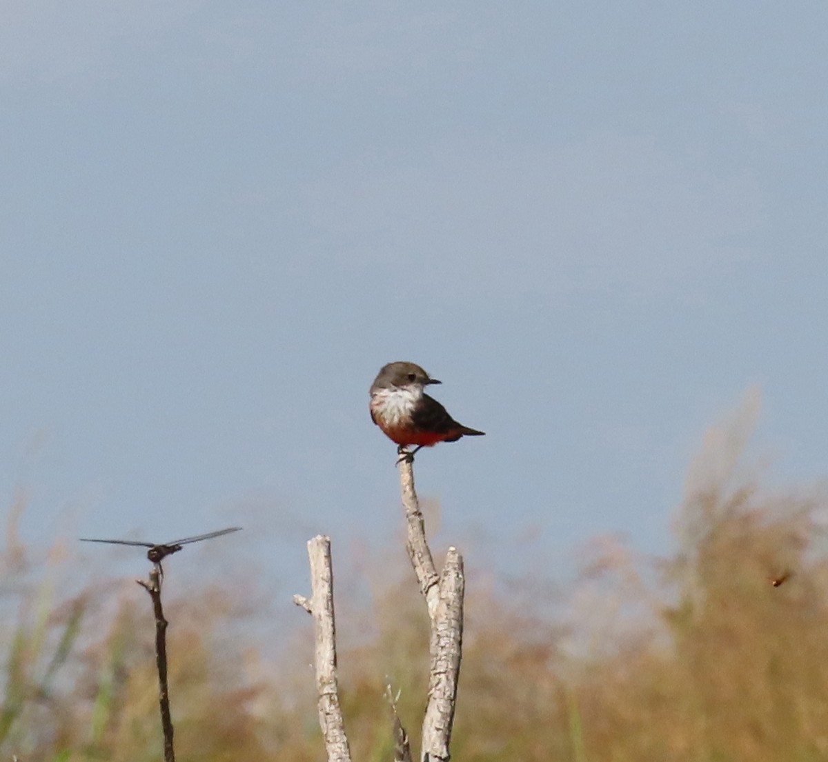 Vermilion Flycatcher - ML609507939