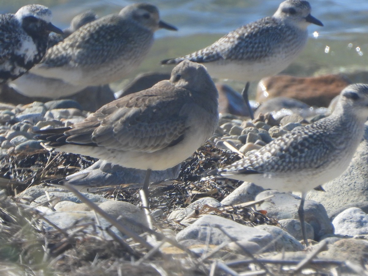 Hudsonian Godwit - ML609507948