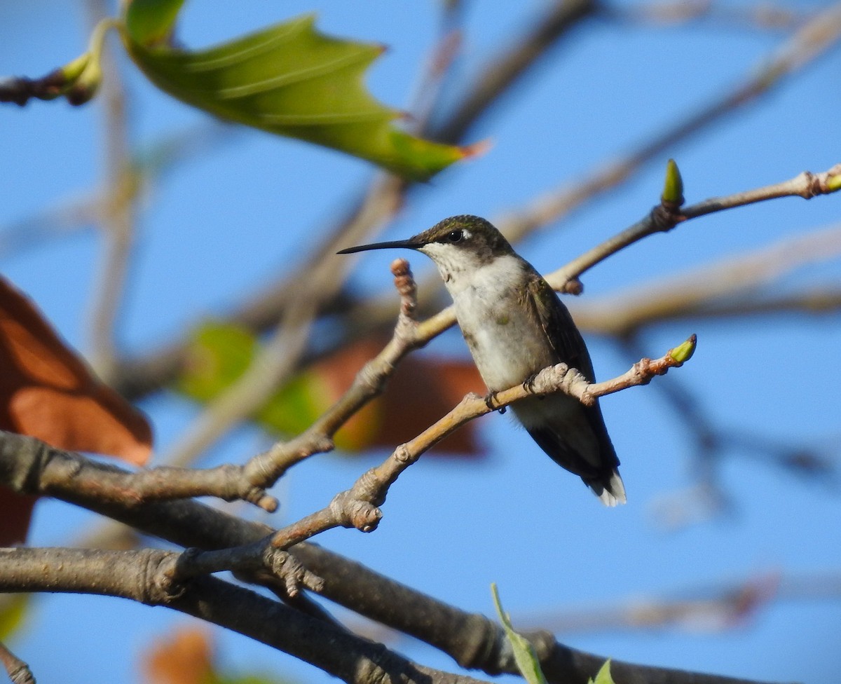 Colibri à gorge rubis - ML609508077