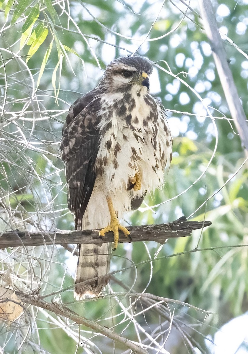 Gray Hawk - ML609508082