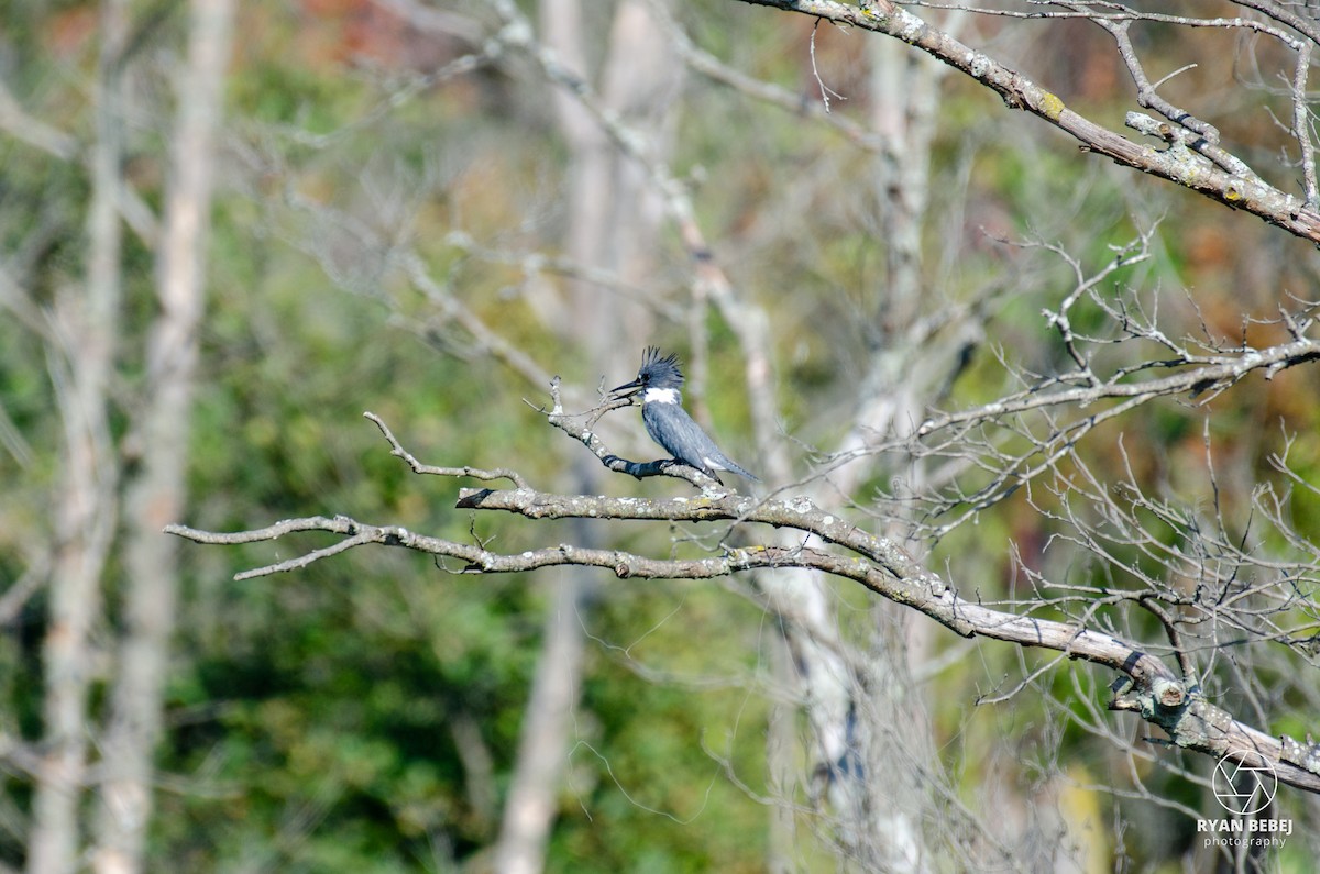 Belted Kingfisher - ML609508205