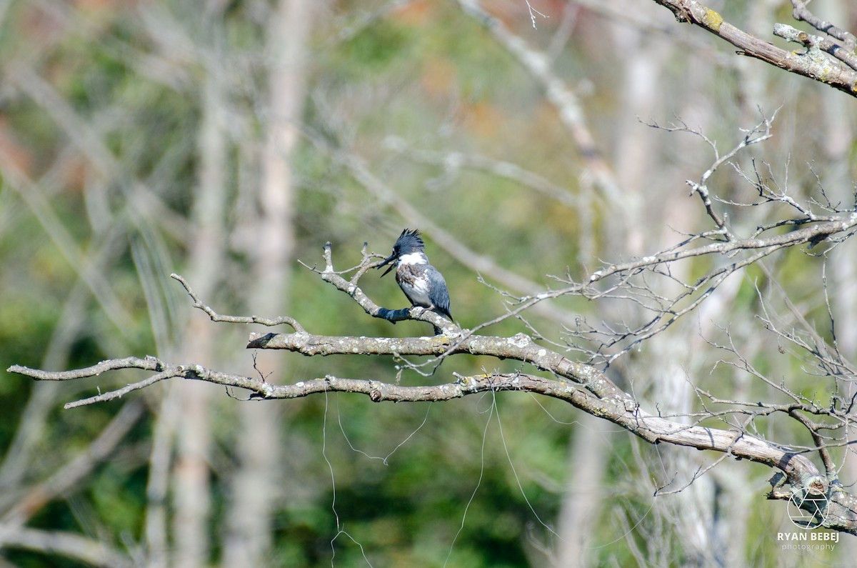 Belted Kingfisher - ML609508208