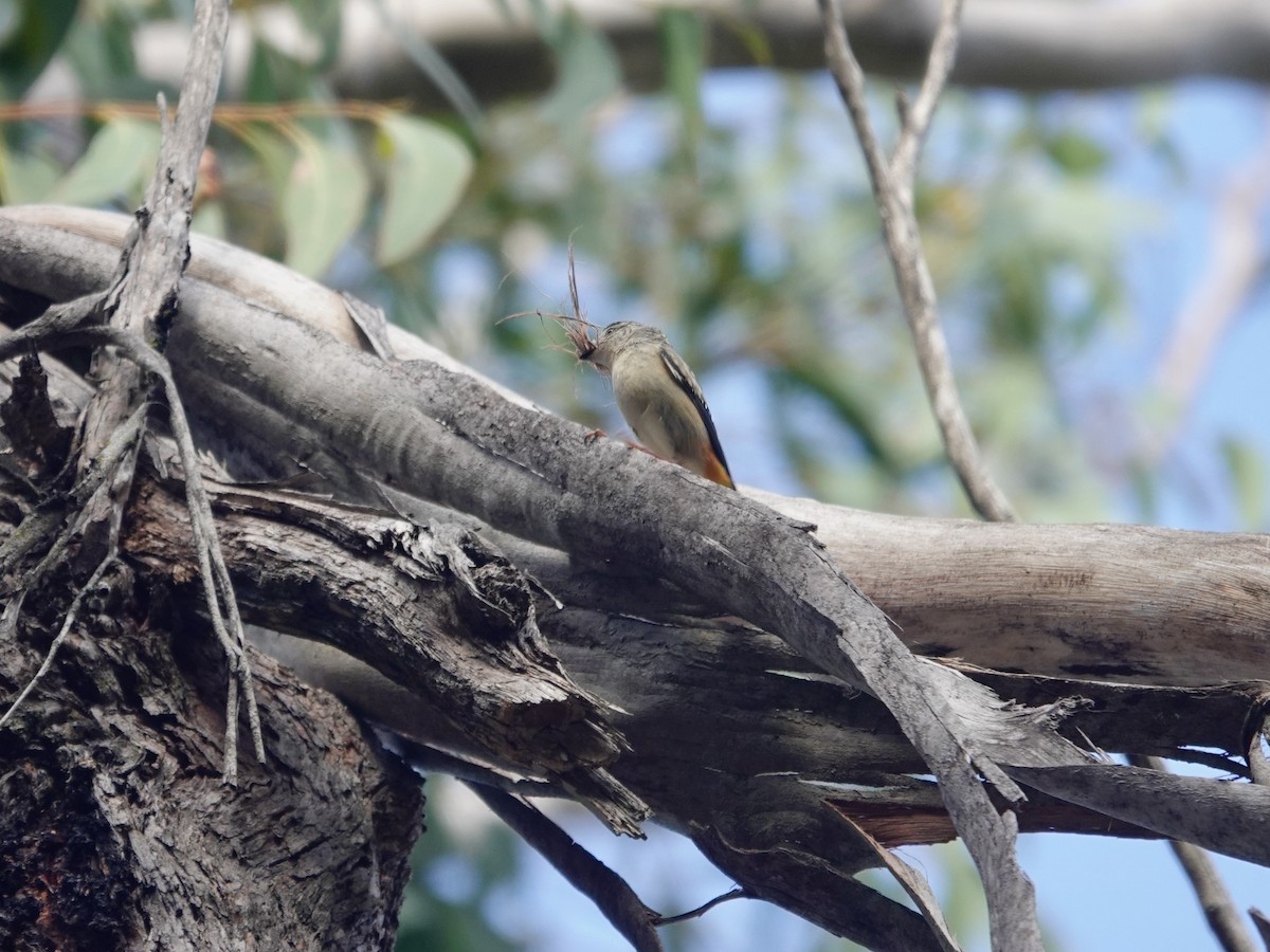 Pardalote Moteado (punctatus) - ML609508227