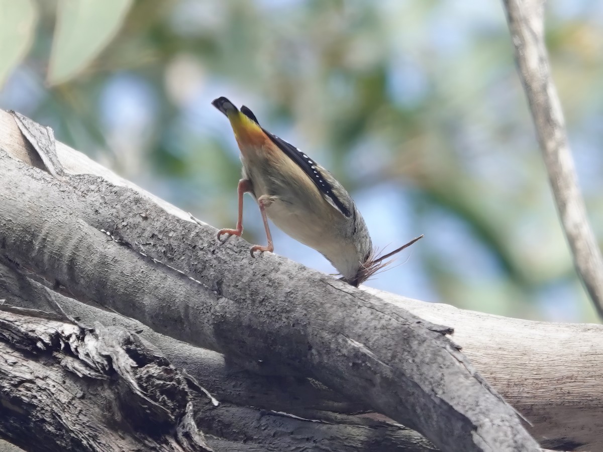 Pardalote pointillé (punctatus) - ML609508228