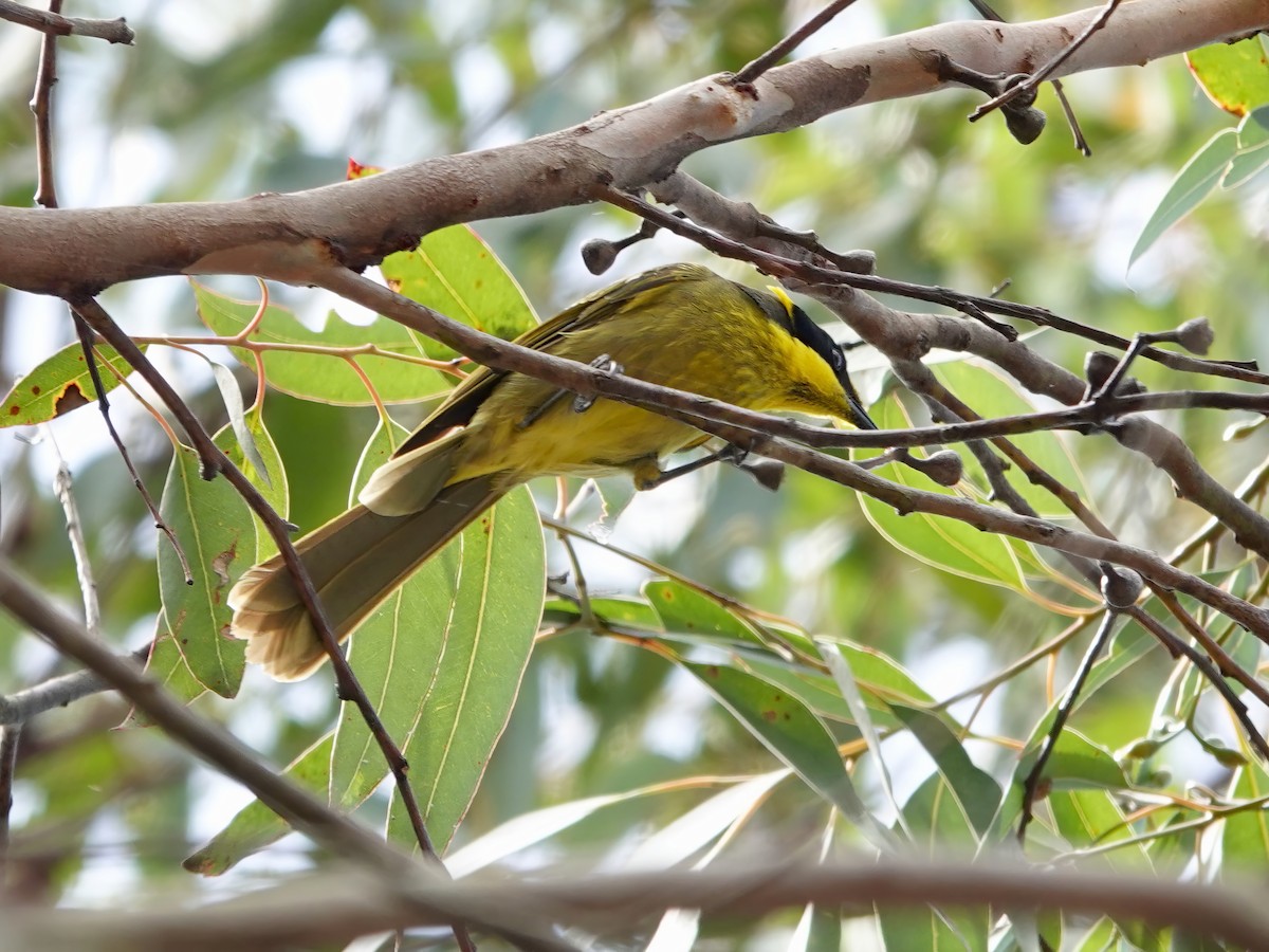 Yellow-tufted Honeyeater (Yellow-tufted) - ML609508268