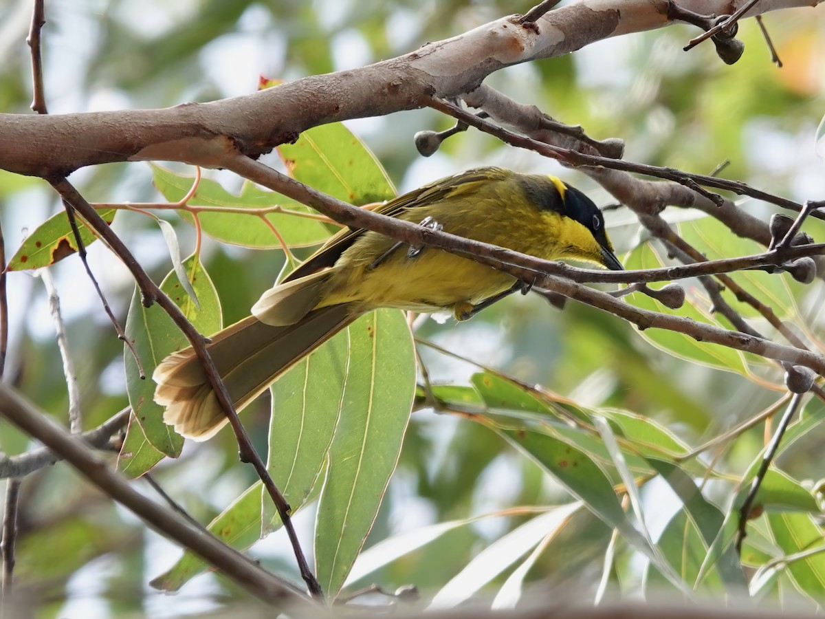 Mielero Orejigualdo (melanops/meltoni) - ML609508269