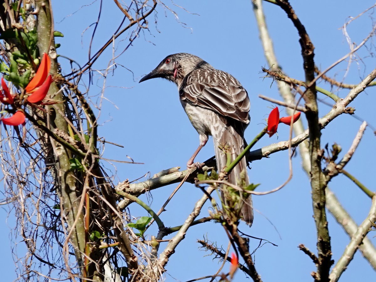 Red Wattlebird - ML609508289