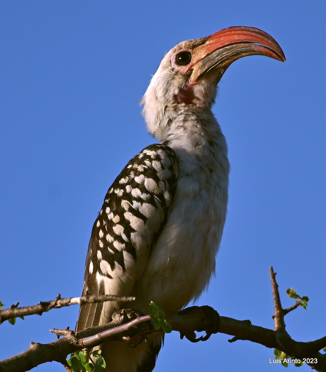 Northern Red-billed Hornbill - ML609508326