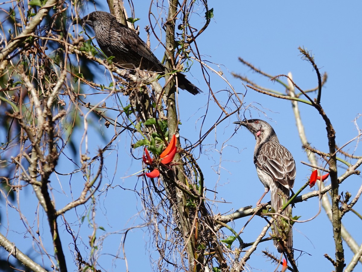 Red Wattlebird - ML609508360