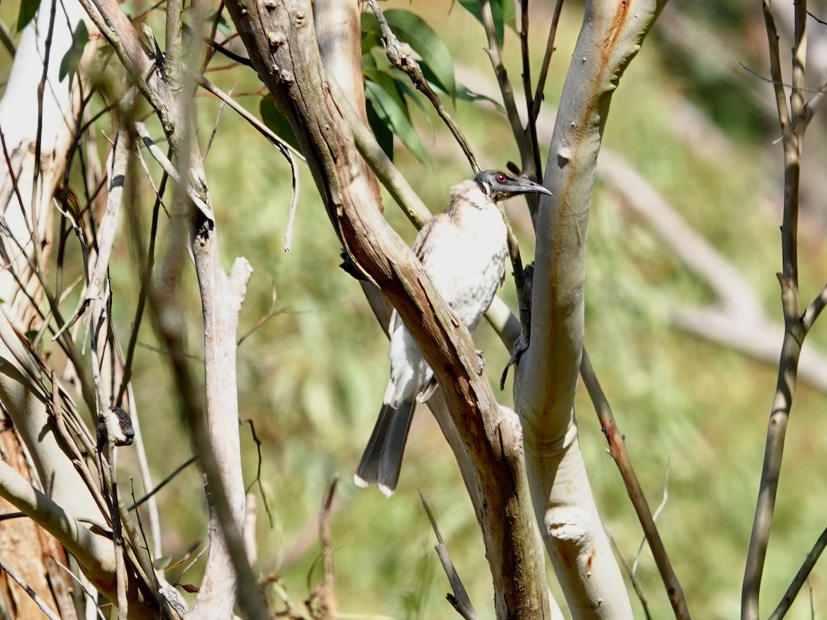 Noisy Friarbird - ML609508407