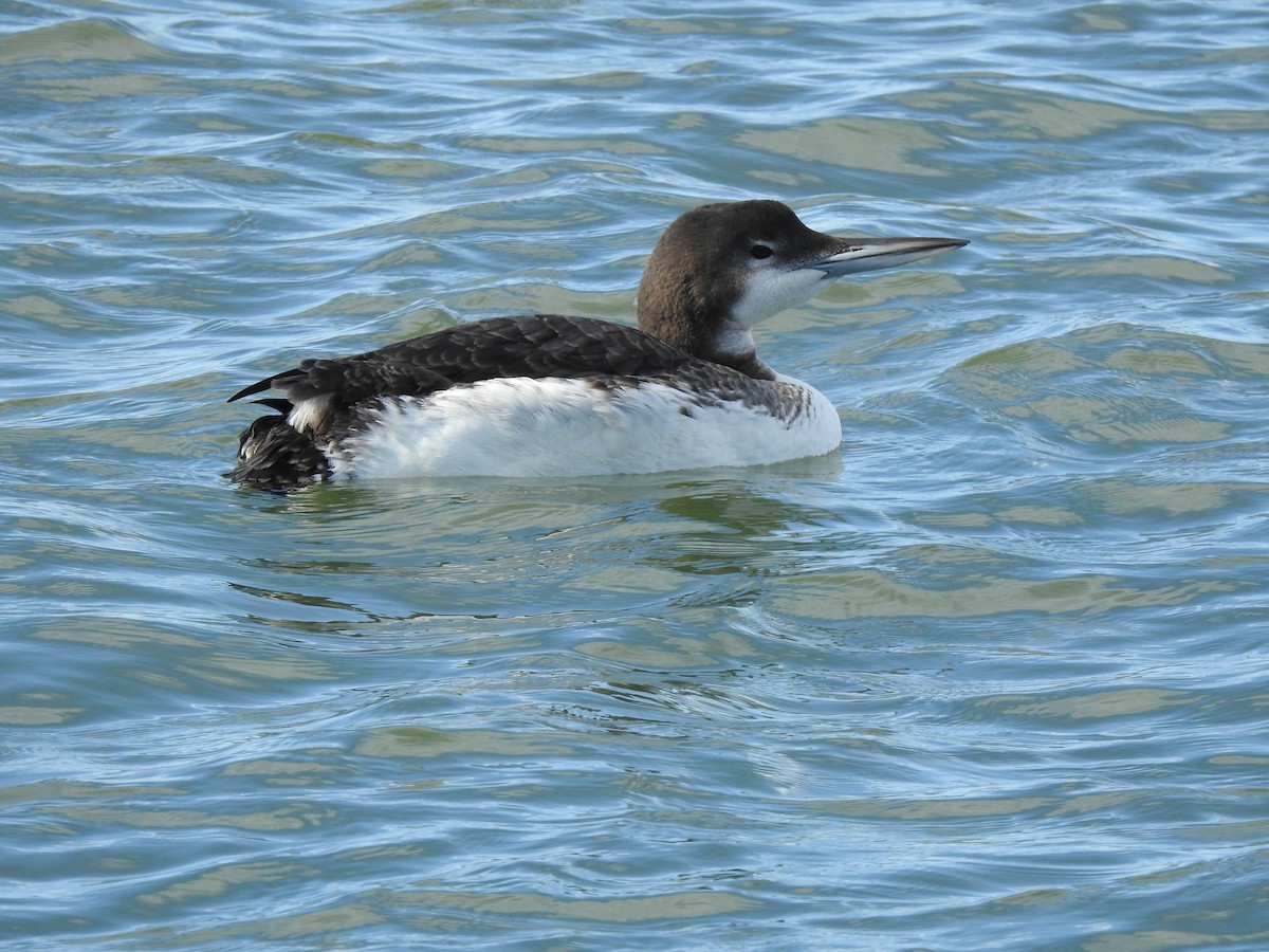 Plongeon huard - ML609508419