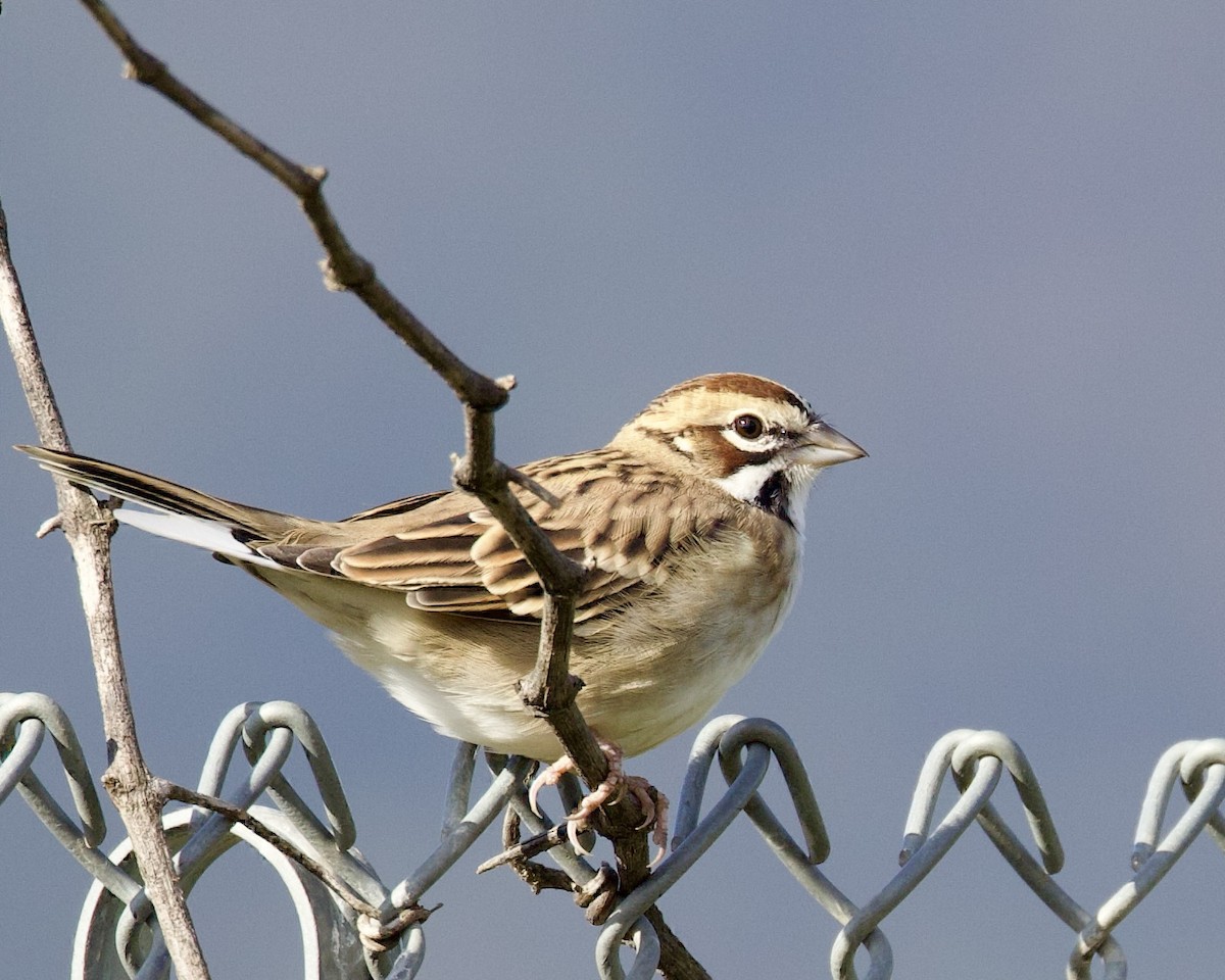 Lark Sparrow - ML609508469