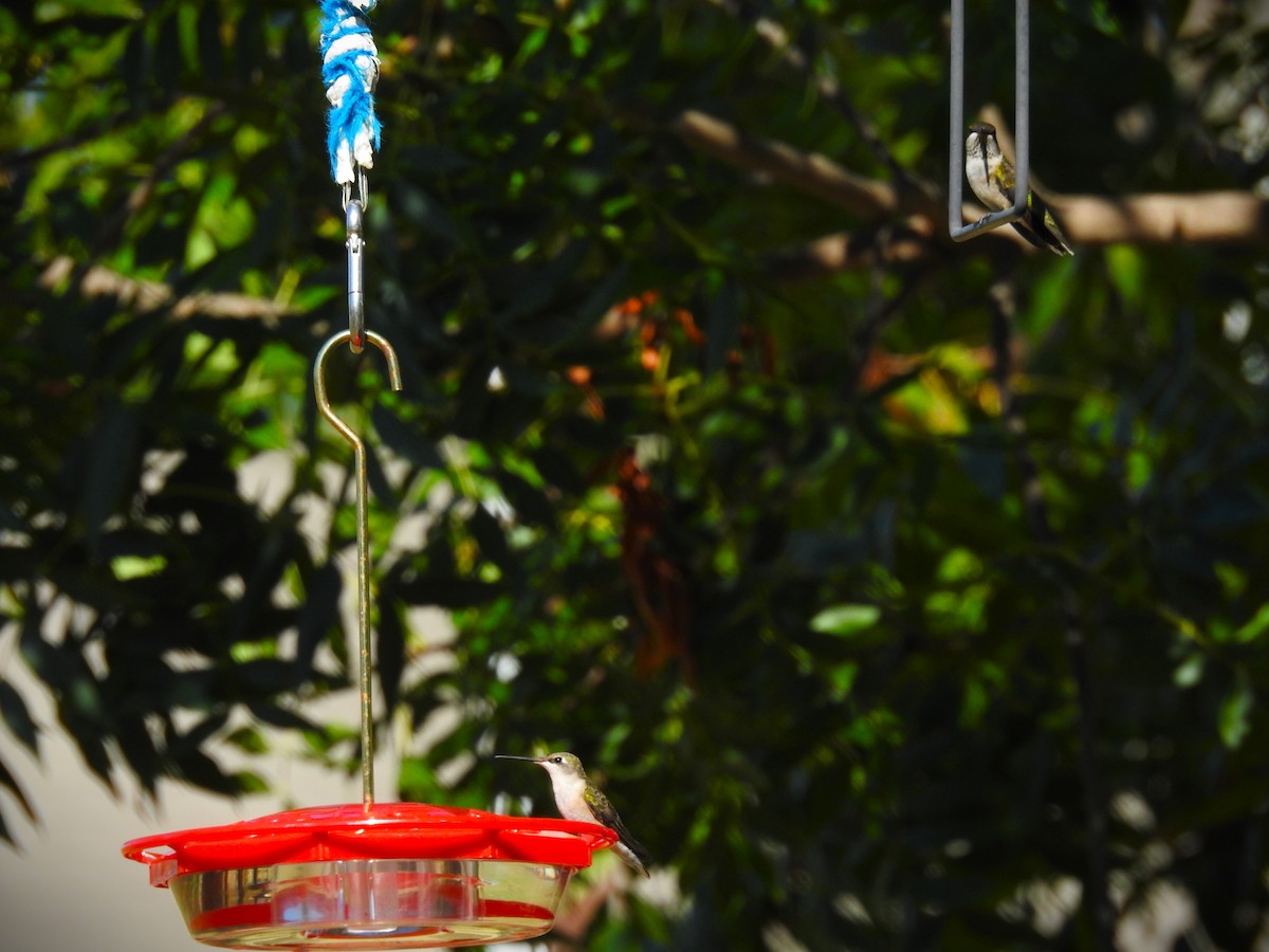 Ruby-throated Hummingbird - ML609508475