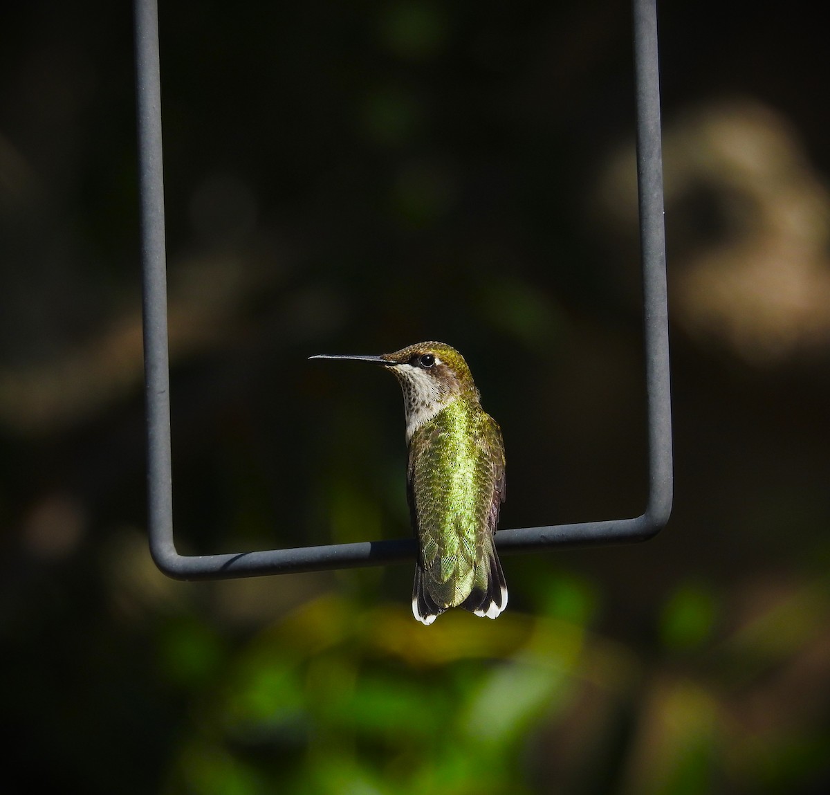 Ruby-throated Hummingbird - ML609508512