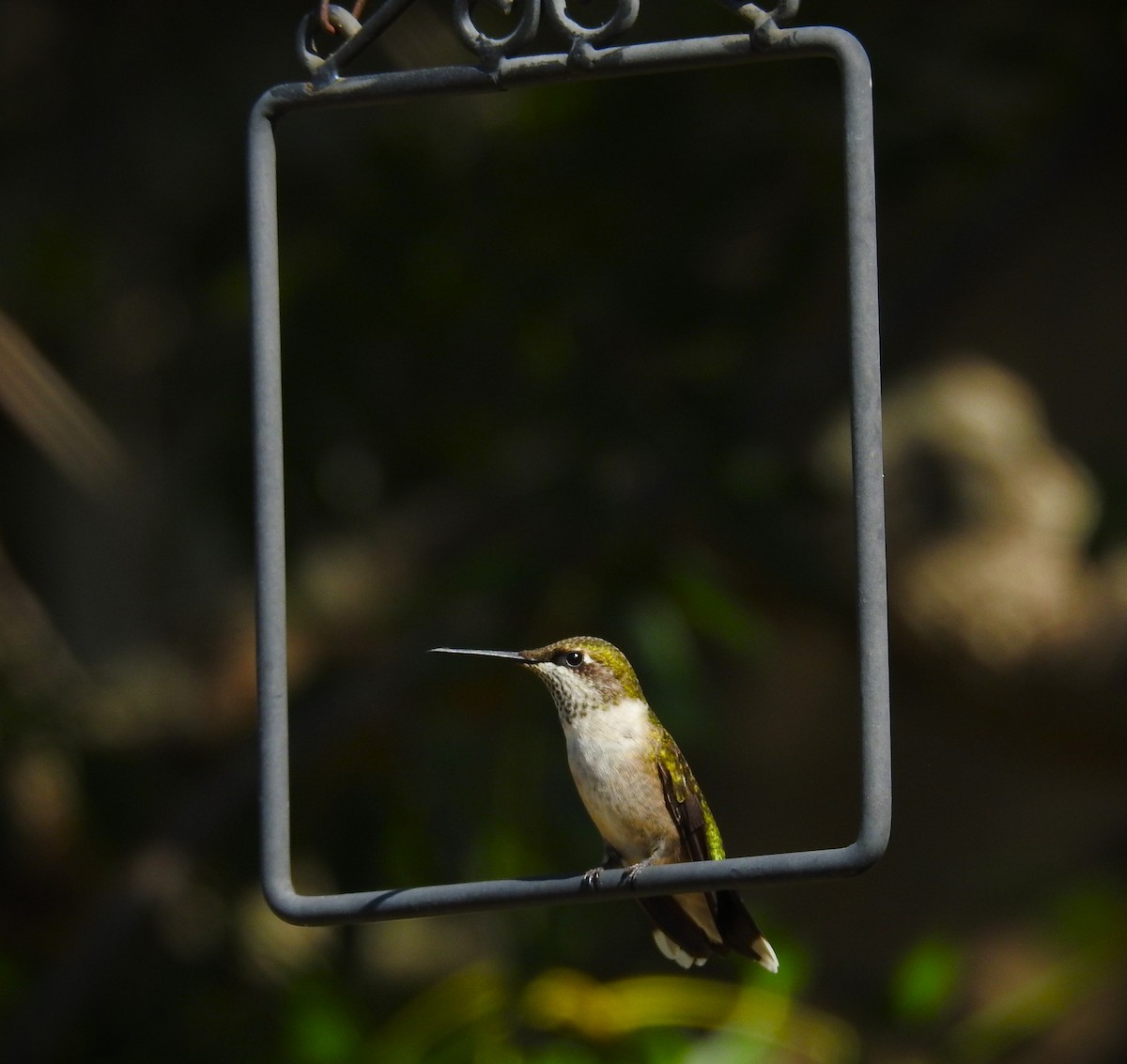 Ruby-throated Hummingbird - ML609508517