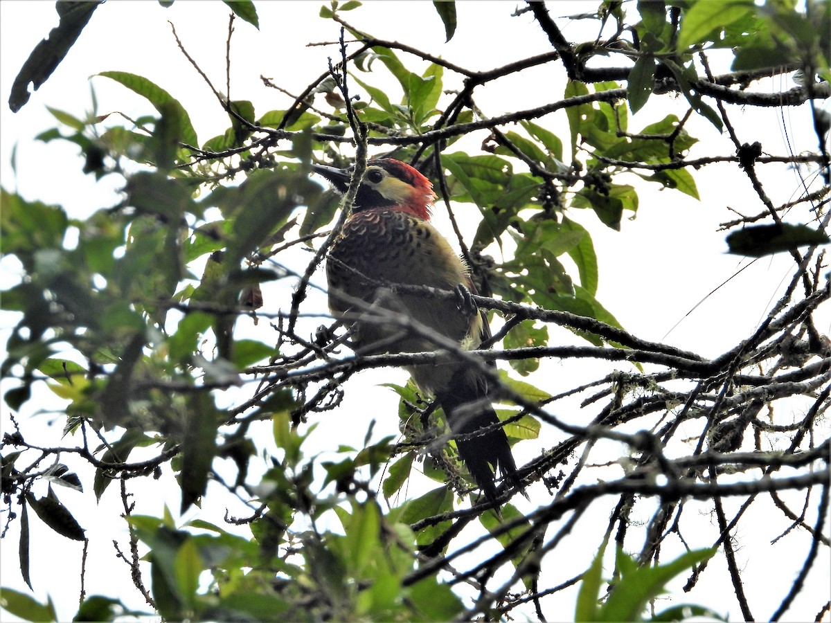 Crimson-mantled Woodpecker - Jose Fernando Sanchez O.