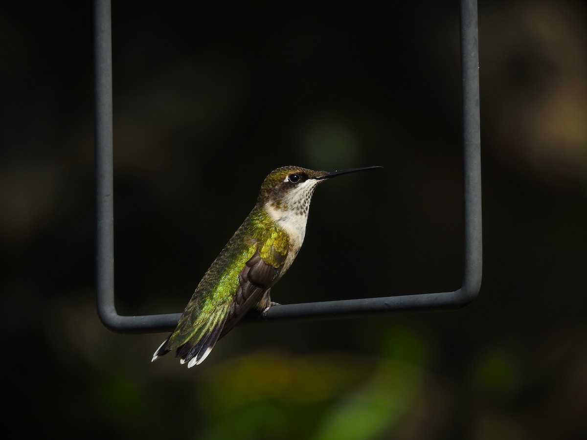 Colibri à gorge rubis - ML609508525