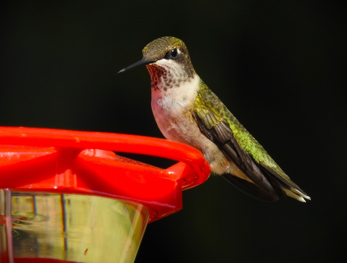 Ruby-throated Hummingbird - ML609508540