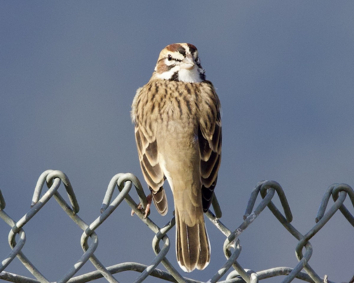 Lark Sparrow - ML609508553