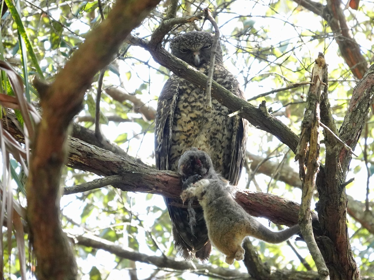 Powerful Owl - ML609508570