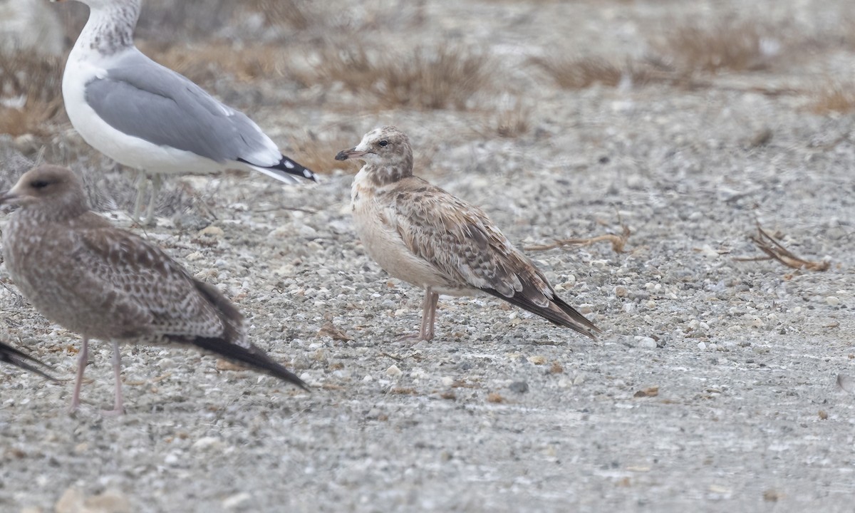 Gaviota Californiana - ML609508601